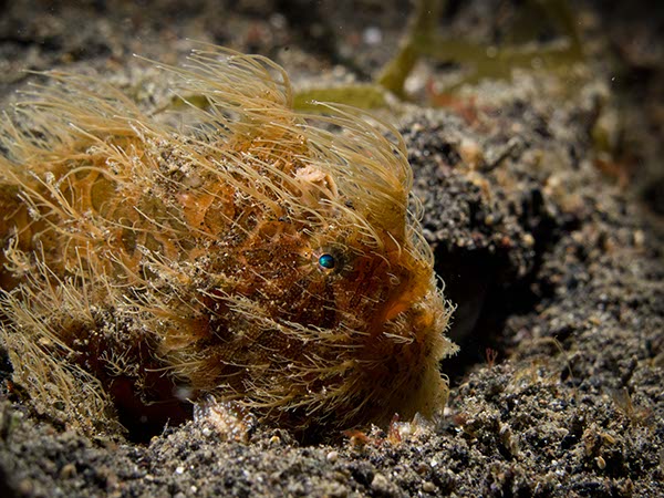 Hairy Frog Fish 